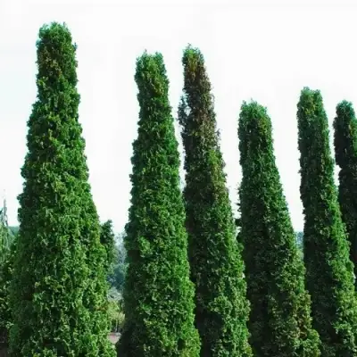 Туя ДЕГРУТ СПАЙР западная в Кобрине