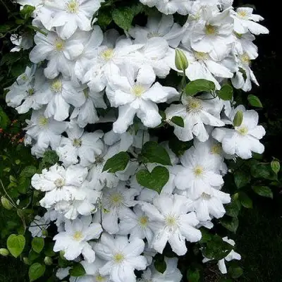 Клематис ТОКИ в Кобрине