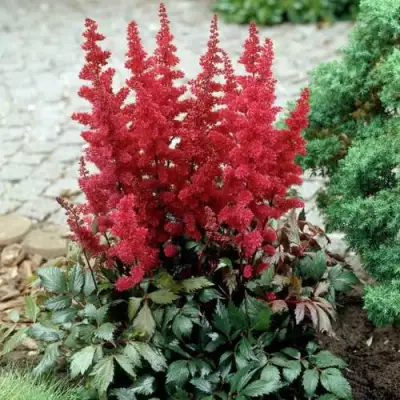 Астильба ГРАНАТ Арендса в Кобрине