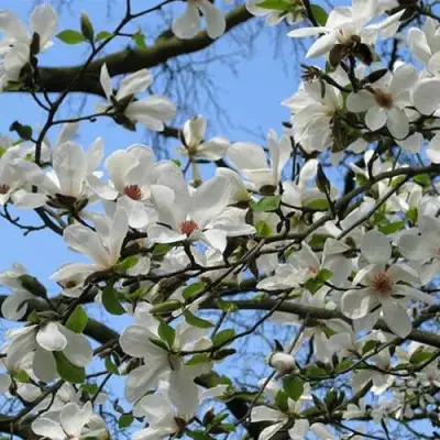 Магнолия АЛЬБА СУПЕРБА в Кобрине