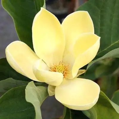 Магнолия ЕЛЛОУ ЛАНТЕРН в Кобрине