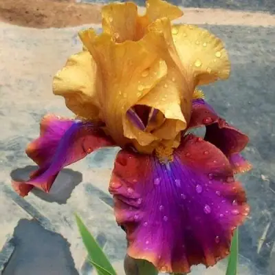 Ирис ГАЛА МАДРИД бородатый в Кобрине