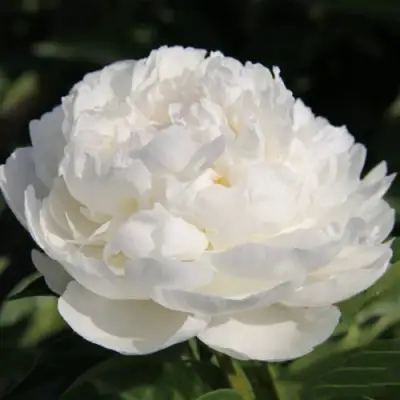 Пион СНЕЖНАЯ КРЕПОСТЬ древовидный в Кобрине