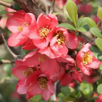 Айва ПИНК КВИН в Кобрине