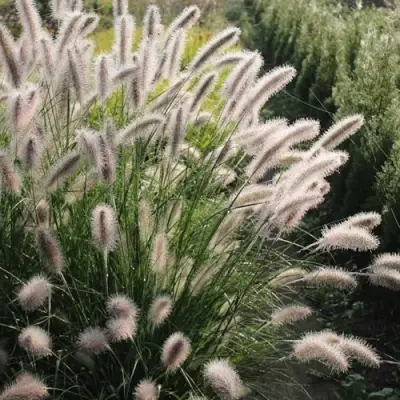 Пеннисетум ЛЕДИ Ю в Кобрине