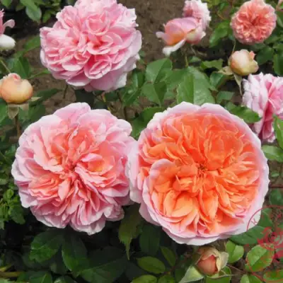 Роза ЧИППЕНДЕЙЛ чайно-гибридная в Кобрине