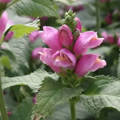 Хелоне КОСАЯ в Кобрине