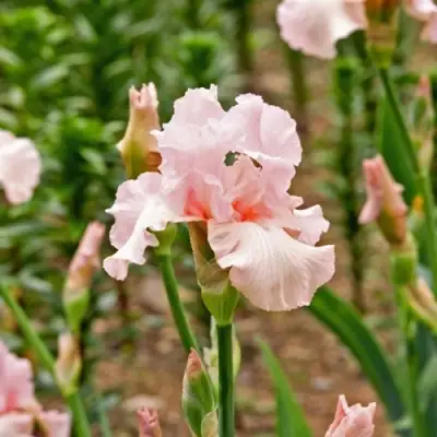 Ирис ПИНК ХОРАЙЗОН бородатый в Кобрине