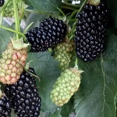 Ежевика ПРАЙМ АРК ФРИДОМ ремонтантная  в Кобрине