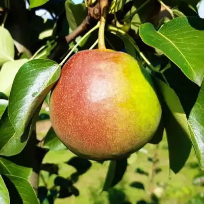 Груша КУПАЛА в Кобрине