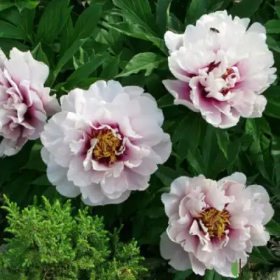 Пион КОРА ЛУИЗА ито-гибрид в Кобрине