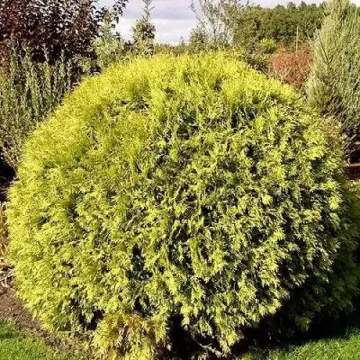 Туя ГЛОБОЗА АУРЕА западная в Кобрине