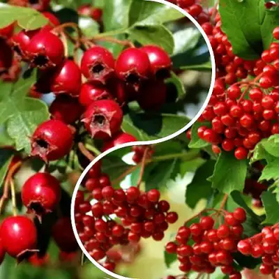 Комплект БУДЬ ЗДОРОВ в Кобрине