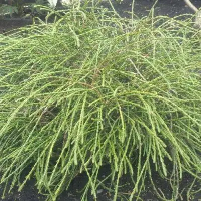 Туя ФИЛИФОРМИС   в Кобрине