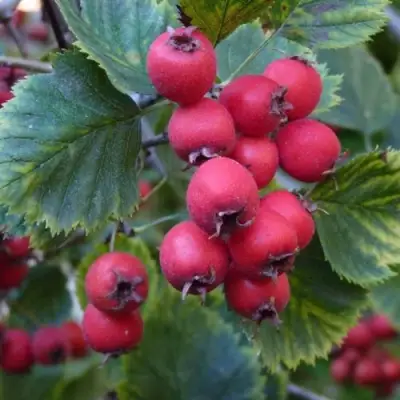 Боярышник АРНОЛЬДА в Кобрине