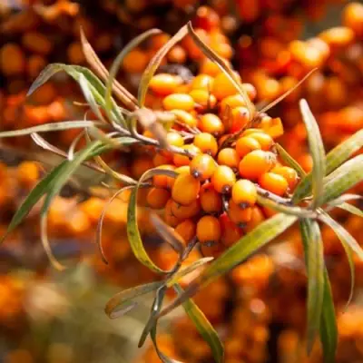 Облепиха ФИНСКАЯ в Кобрине