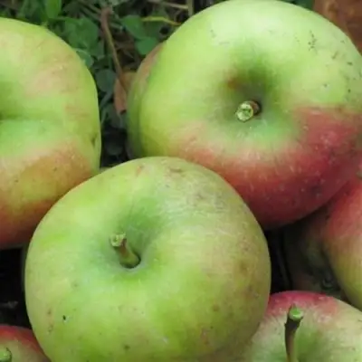 Яблоня ПАМЯТЬ СИКОРЫ в Кобрине