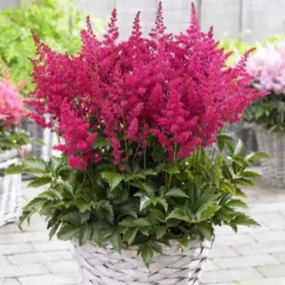 Астильба ЛАКИ ДЕЙ Арендса в Кобрине