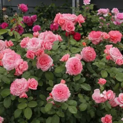 Роза ИНСТИТУТ ЛЮМЬЕР шраб в Кобрине