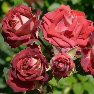 Роза ТИРАМИСУ спрей в Кобрине