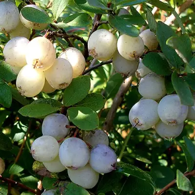 Голубика СНЕГУРОЧКА в Кобрине