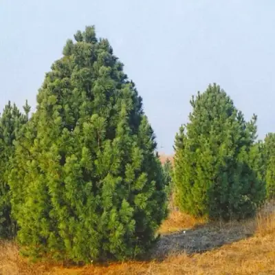 Сосна черная ПИРАМИДАЛИС в Кобрине