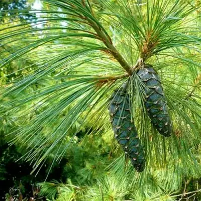 Сосна гриффита в Кобрине