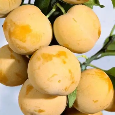 Слива РЕНКЛОД ранний в Кобрине