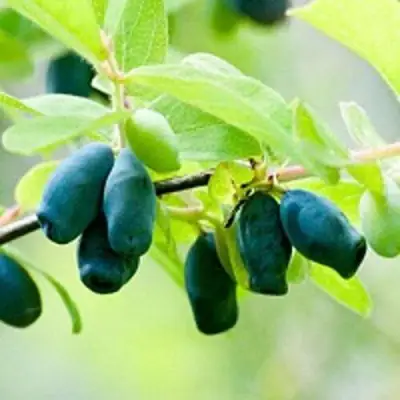 Жимолость съедобная АМФОРА в Кобрине