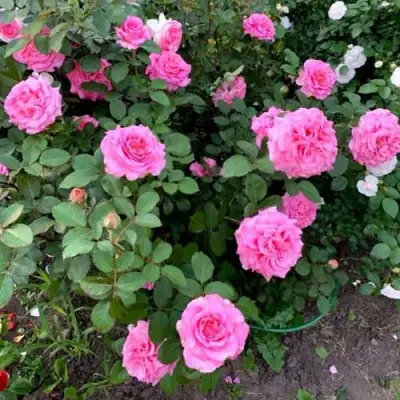 Роза ЭШЛИ чайно-гибридная в Кобрине