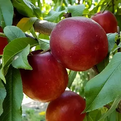 Нектарин ФАНТАЗИЯ в Кобрине