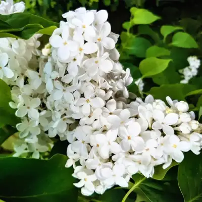 Сирень МАЛЕНЬКИЙ ПРИНЦ в Кобрине