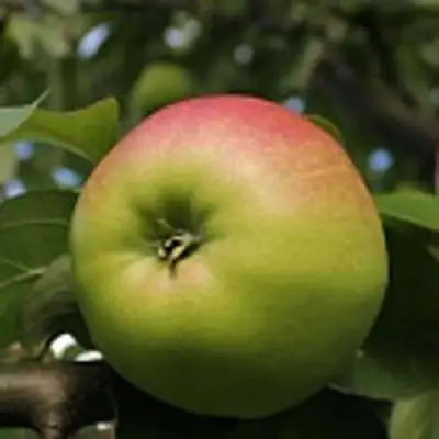 Яблоня СОКОЛОВСКОЕ стелющаяся в Кобрине