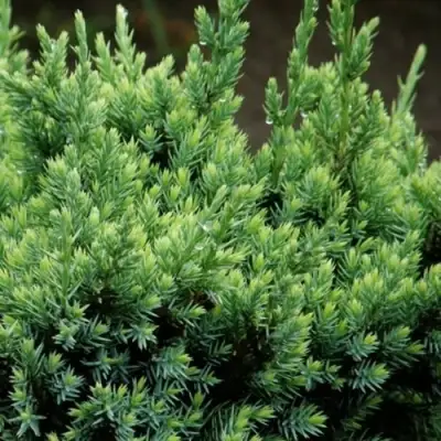 Можжевельник ХОЛГЕР чешуйчатый в Кобрине