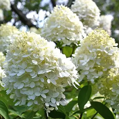 Гортензия БОМБШЕЛ метельчатая в Кобрине