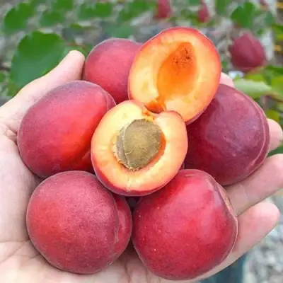 Абрикос РУБИСТА в Кобрине