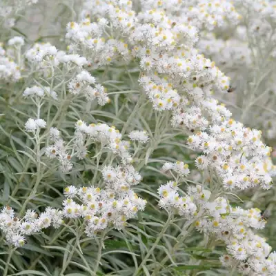 Анафалис ЖЕМЧУЖНЫЙ в Кобрине