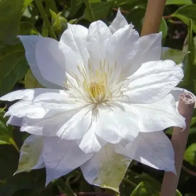 Клематис ДАЧЕСС ОФ ЭДИНБУРГ в Кобрине