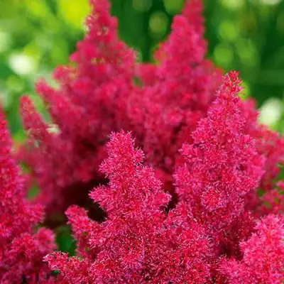 Астильба КОБЛЕНЦ японская в Кобрине