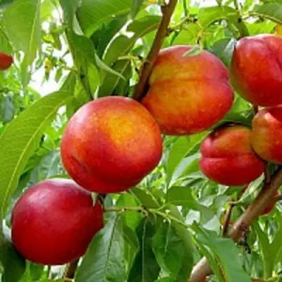 Нектарин ХАРБЛЕЙЗ в Кобрине