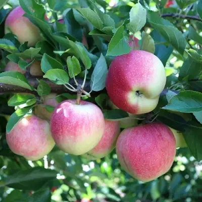 Яблоня ГРУШОВКА МОСКОВСКАЯ в Кобрине