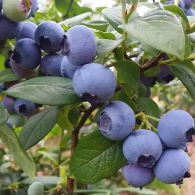 Голубика БЛЮГОЛД в Кобрине