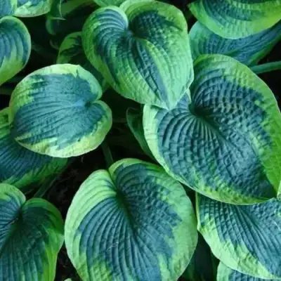 Хоста ТОКУДАМА ФЛАВОЦИРЦИНАЛИС гибридная в Кобрине