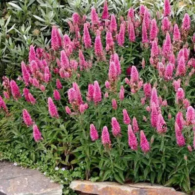 Вероника РОЗЕА колосковая в Кобрине