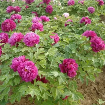 Пион КИТАЙСКИЙ ШЕЛК травянистый в Кобрине