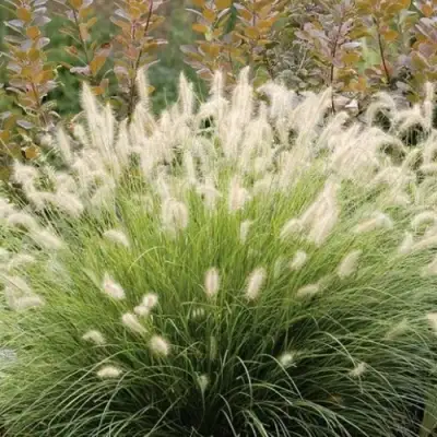 Пеннисетум ХАМЕЛН в Кобрине