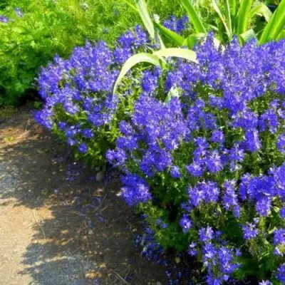 Вероника РОЯЛ БЛЮ большая в Кобрине