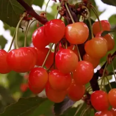 Черешня ДОНЧАНКА в Кобрине