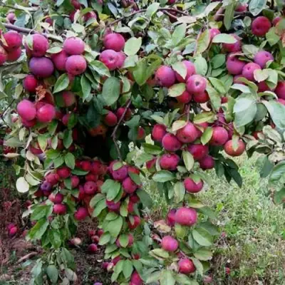 Яблоня ФЛОРИНА в Кобрине