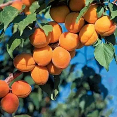 Абрикос ХАРКОТ в Кобрине